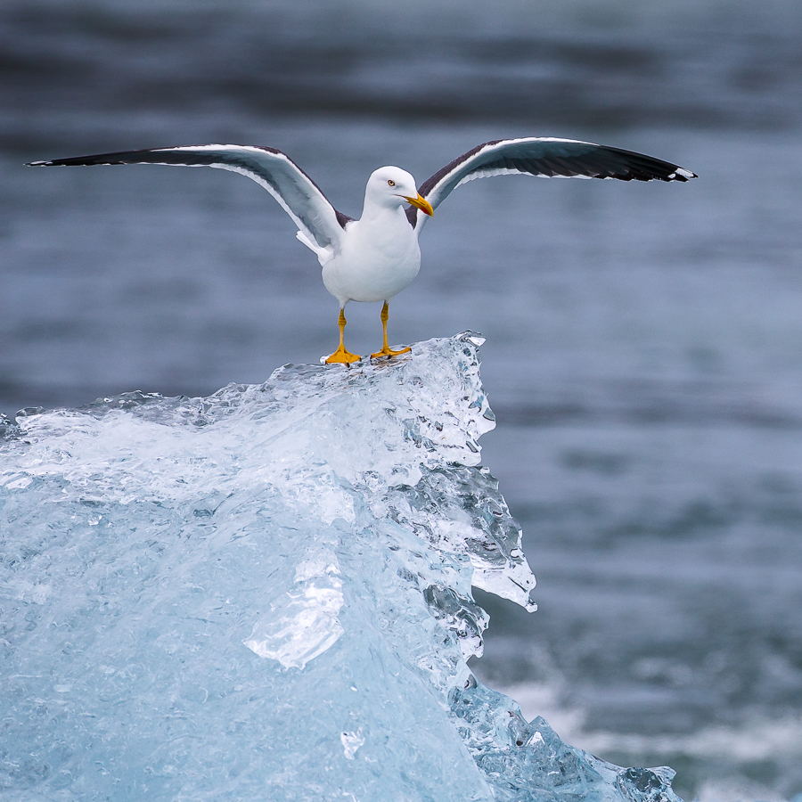 10_Lesser Black-backed Gull on Clear Ice_Arne Bergo