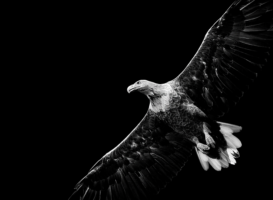 1_Eagle airborn