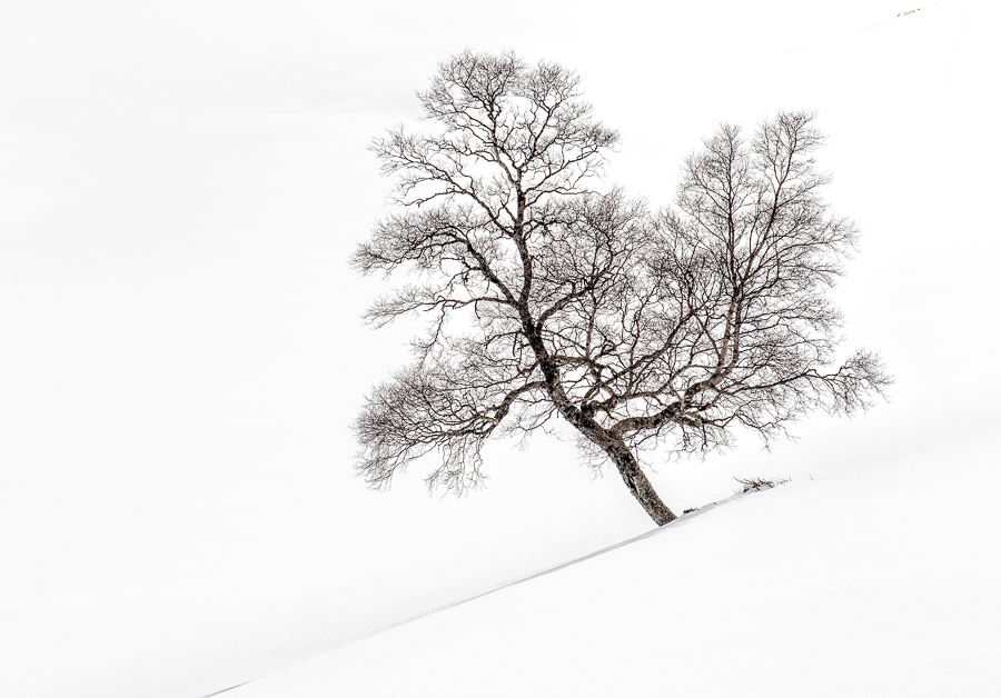 8_Mountin Birch no3 in snow_Arne Bergo